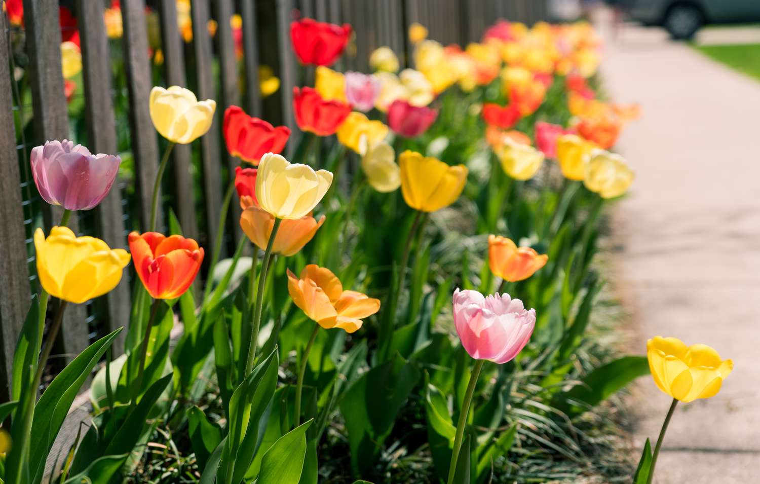Close-Up Of Yellow Tulips Blooming Outdoors