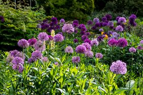 A garden with blooming allium flowers featuring spherical clusters on tall stems surrounded by greenery