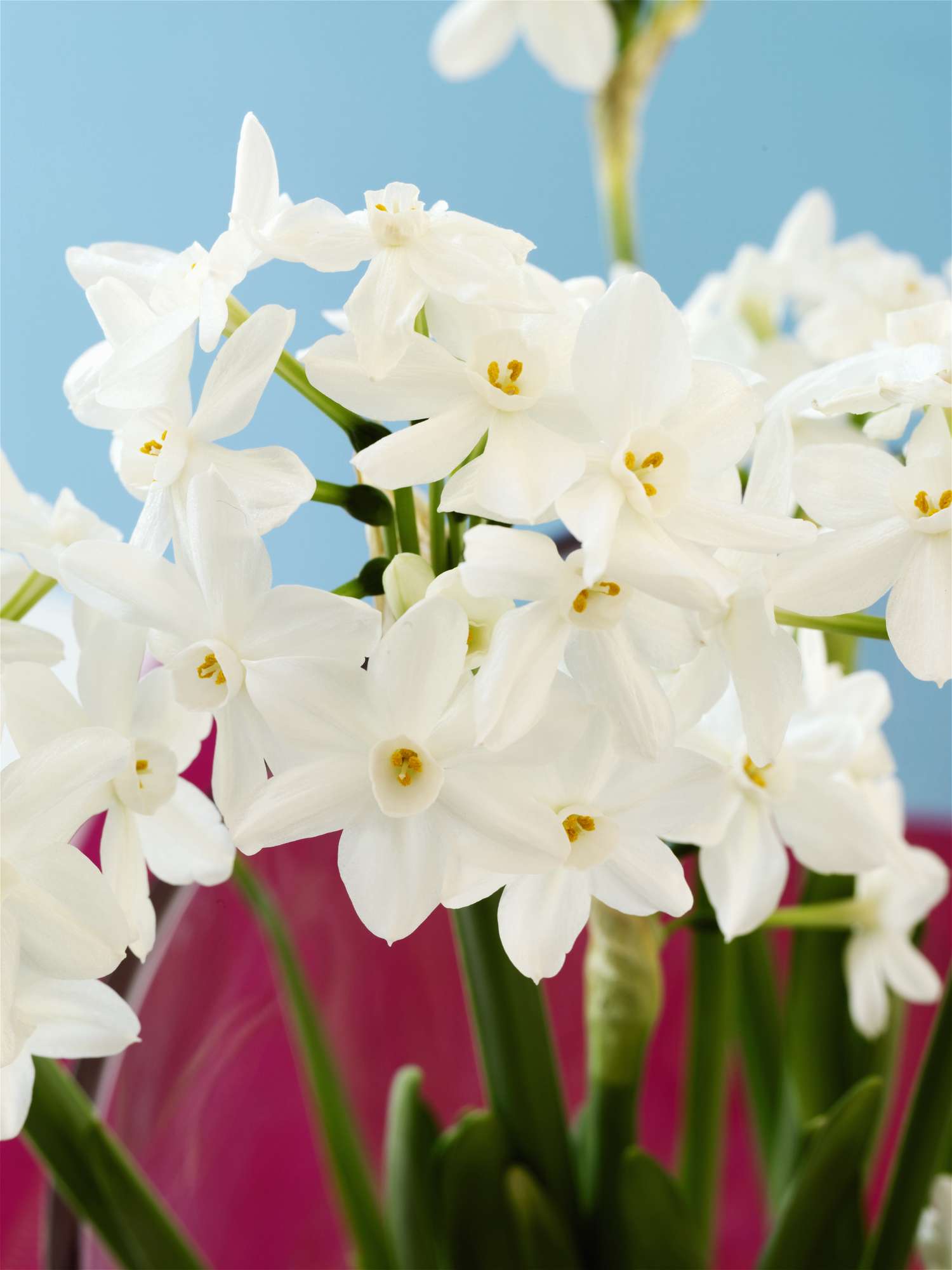 White flowers on green stems against a colorful background