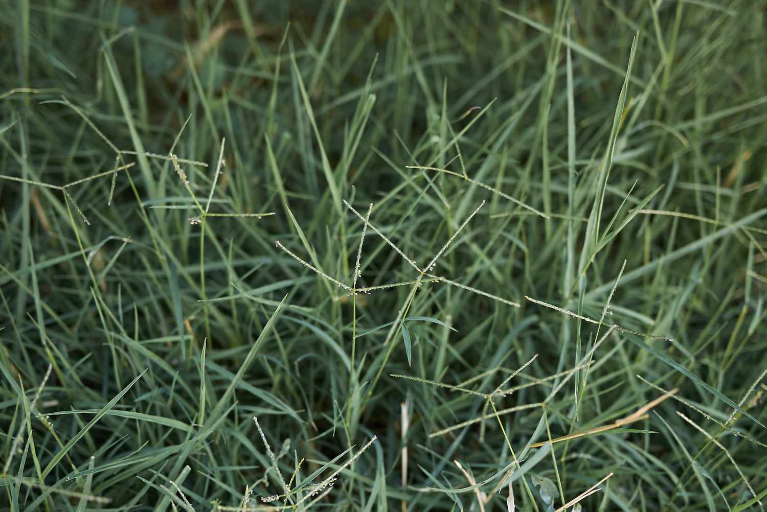 Bermuda grass; best grasses for dogs