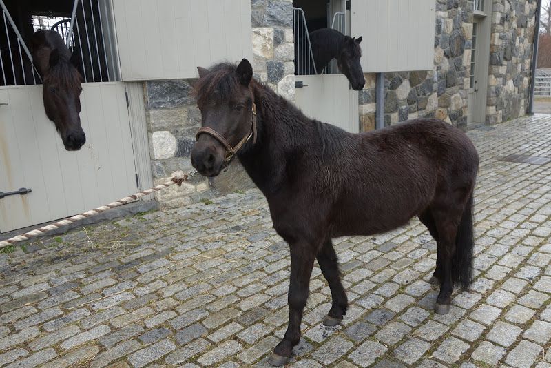 mini horse outside stables