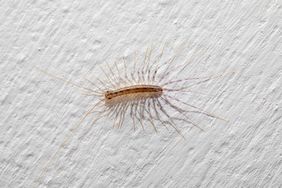 Close-up of a house centipede with many legs crawling on a white textured wall