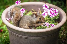squirrel in flower pot