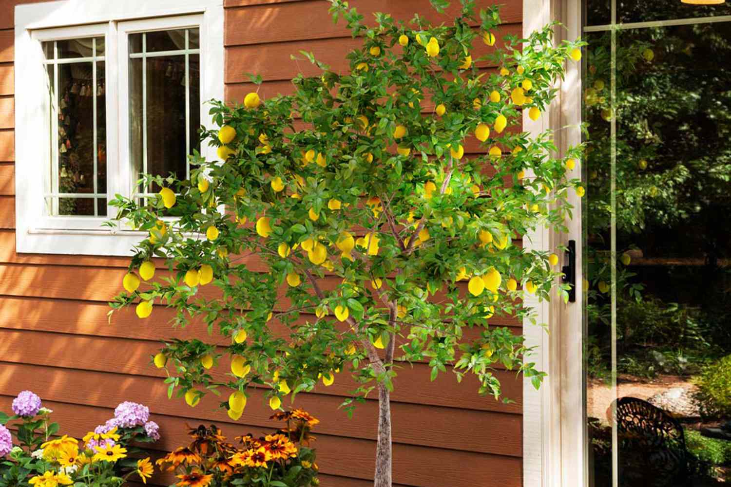Meyer Lemon Tree