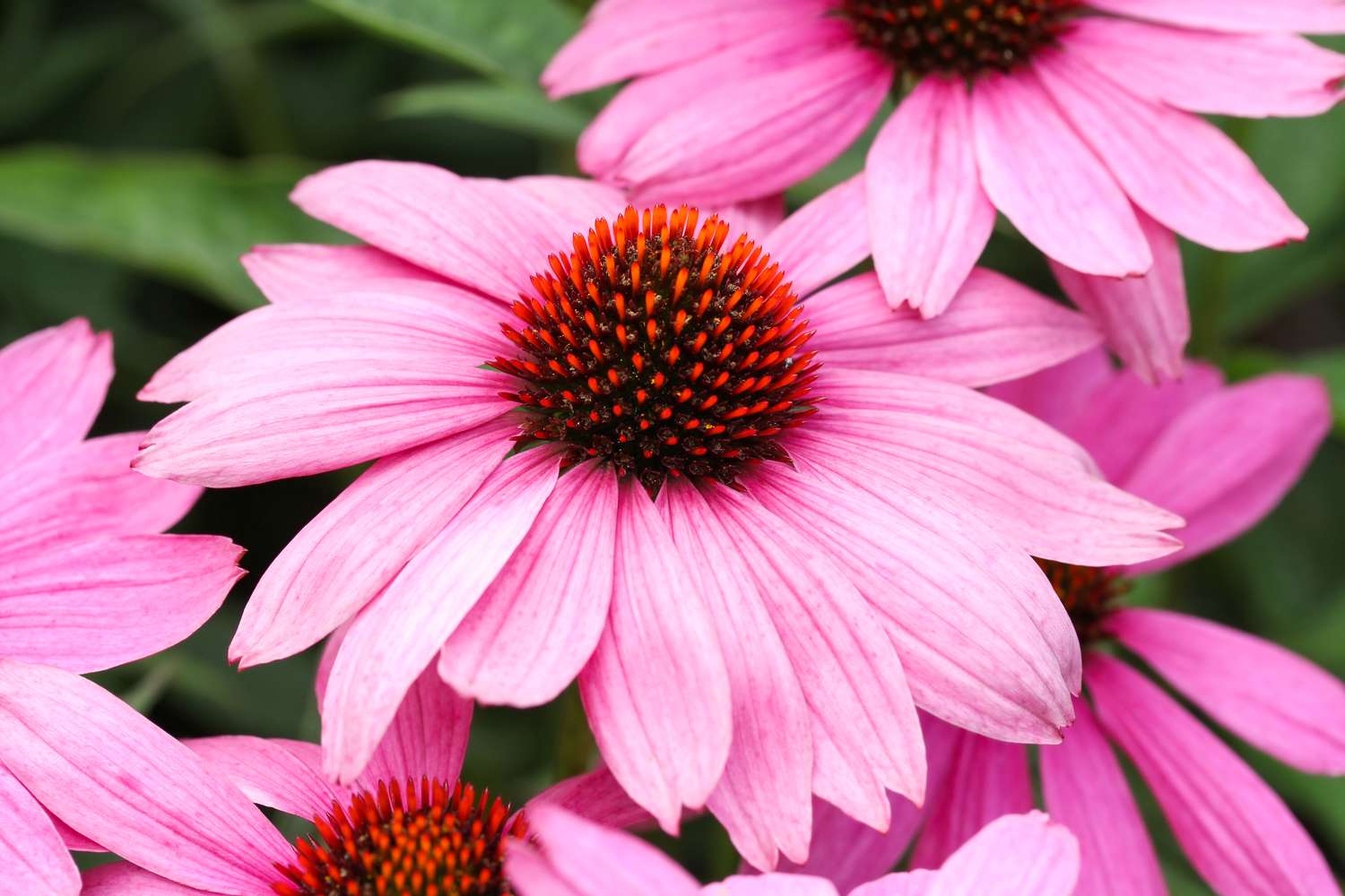 Purple coneflower