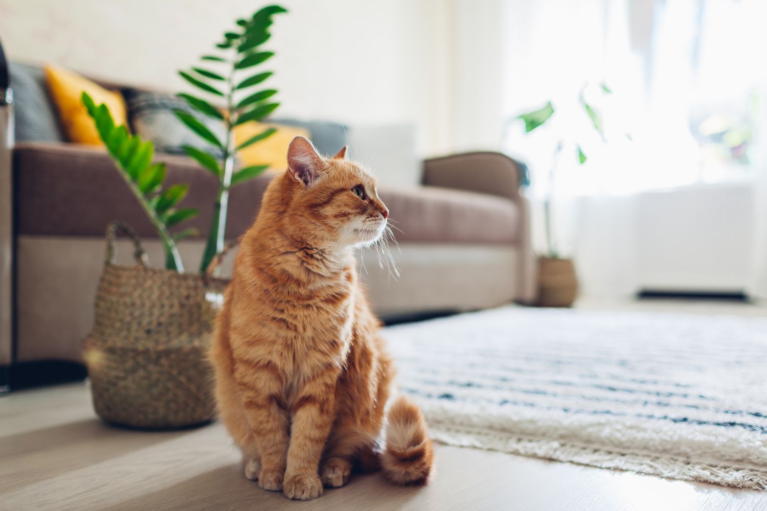 ginger cat sits on the floor in living room