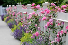 White fence with pink roses