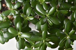 A closeup of green foliage from a jade plant with clustered leaves