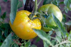 yellow and green tomatoes on the vine
