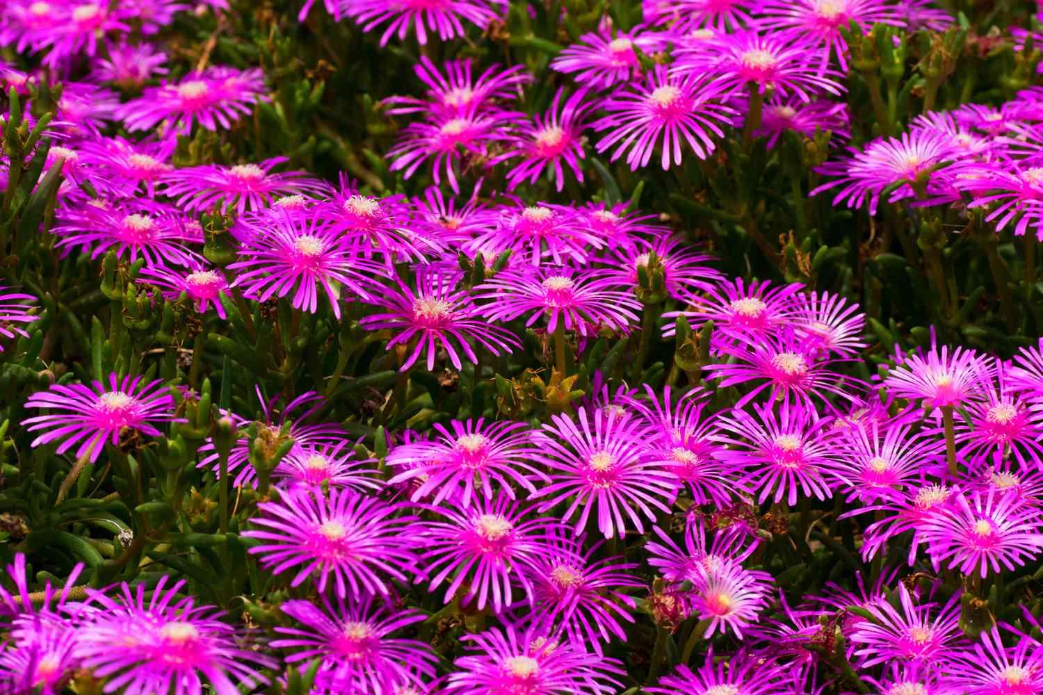 Ice plant