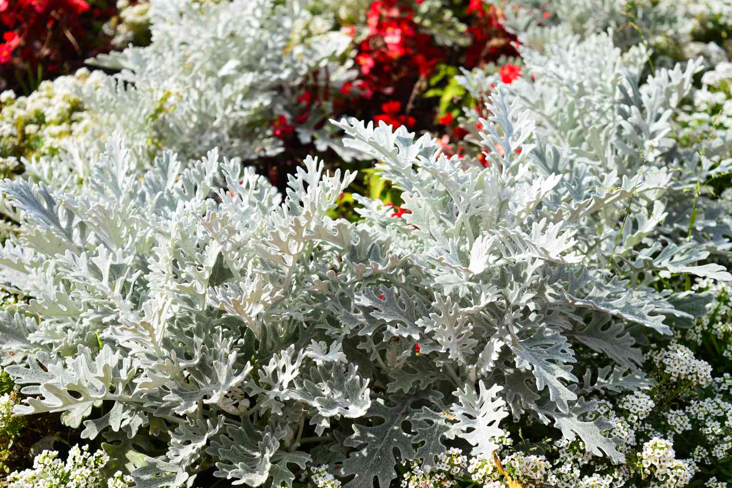 Dusty Miller