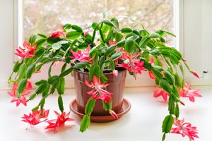 Christmas cactus (Schlumbergera) in pot