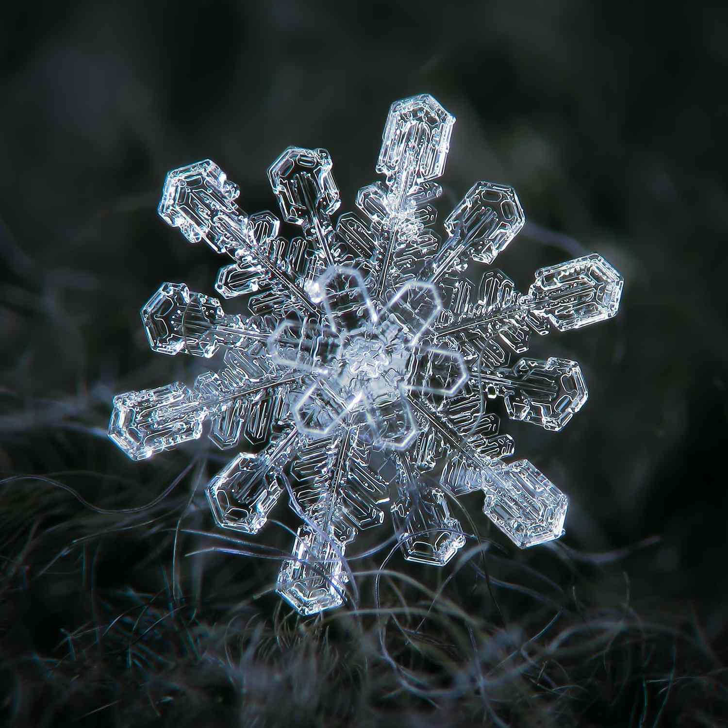 Closeup view of a detailed snowflake