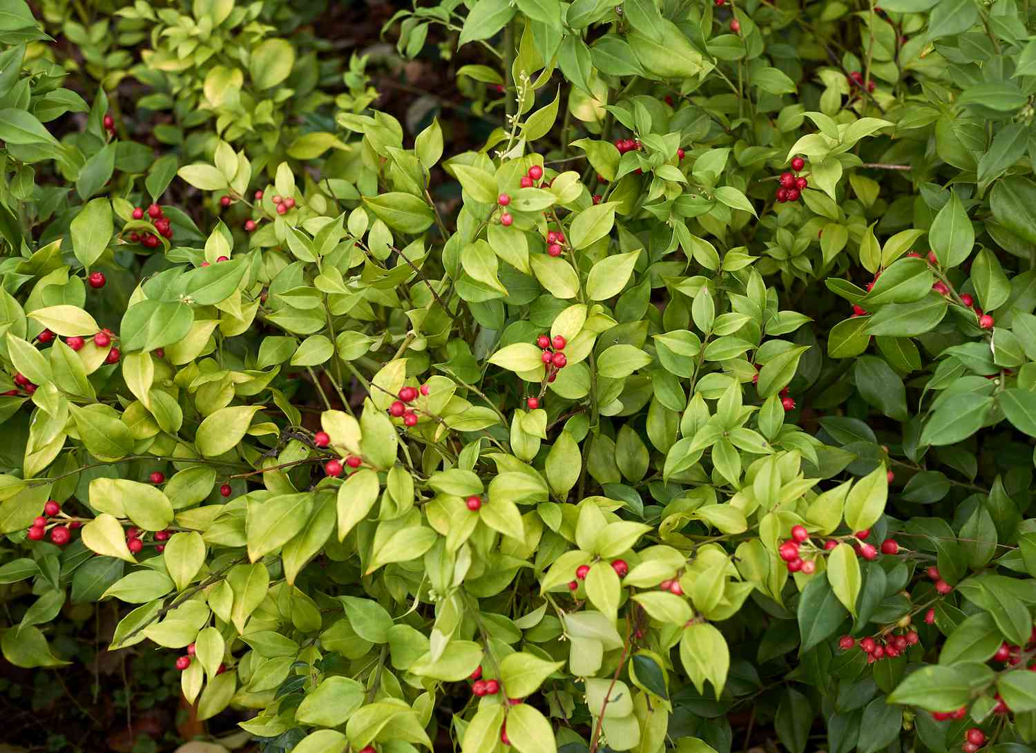 sweet box bush with red berries
