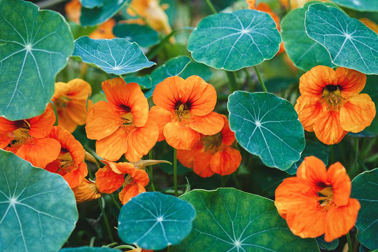 Nasturiums 