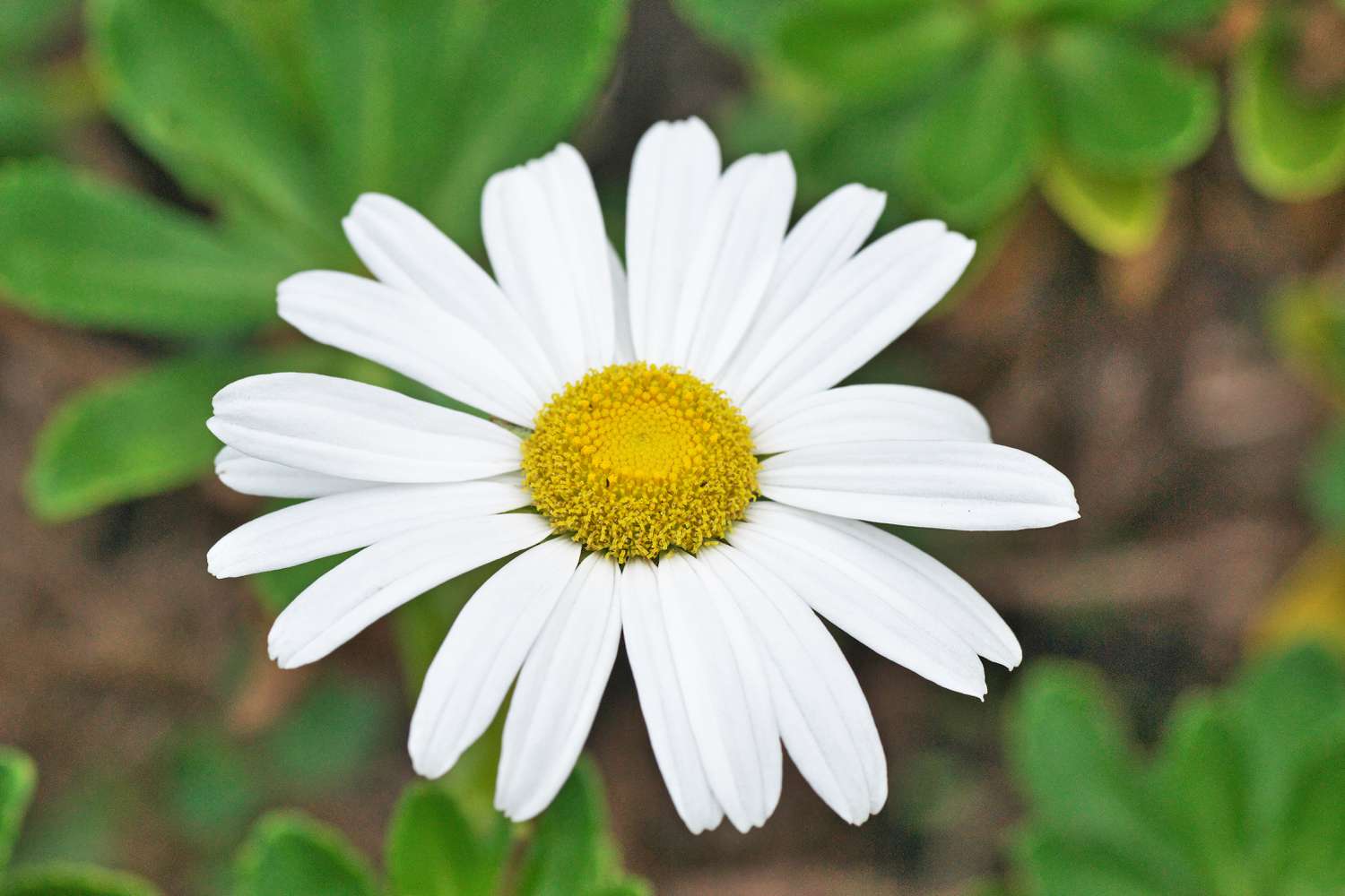 Nipponanthemum nipponicum