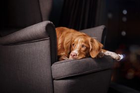 A dog lying on a gray armchair indoors looking outward
