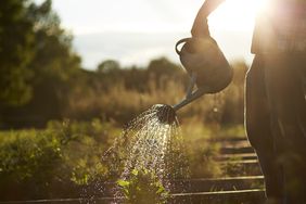 Person watering garden plants with a watering can