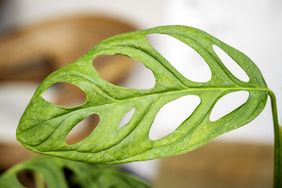 A closeup of a Monstera obliqua plant leaf with its characteristic fenestrations