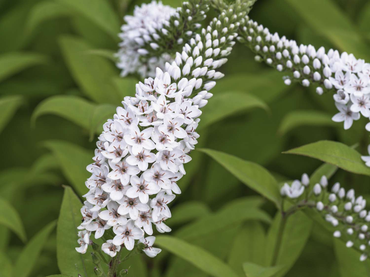 Closeup of the pretty little white flowers on a flower spike of gooseneck loosestrife, Lysimachia clethroides
