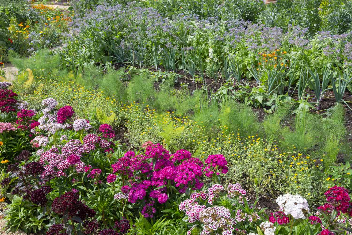 A lush garden with a variety of flowering plants and leafy vegetables growing in rows