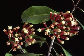 Cluster of clove flower buds on a branch