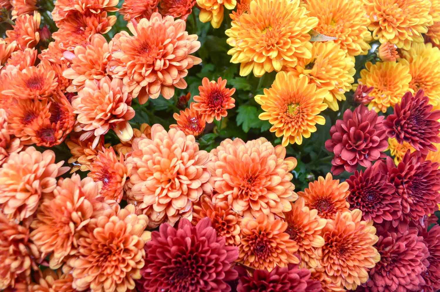 A collection of blooming chrysanthemums featuring flowers of varying shades and sizes situated outdoors