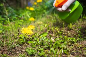 spraying weeds in garden