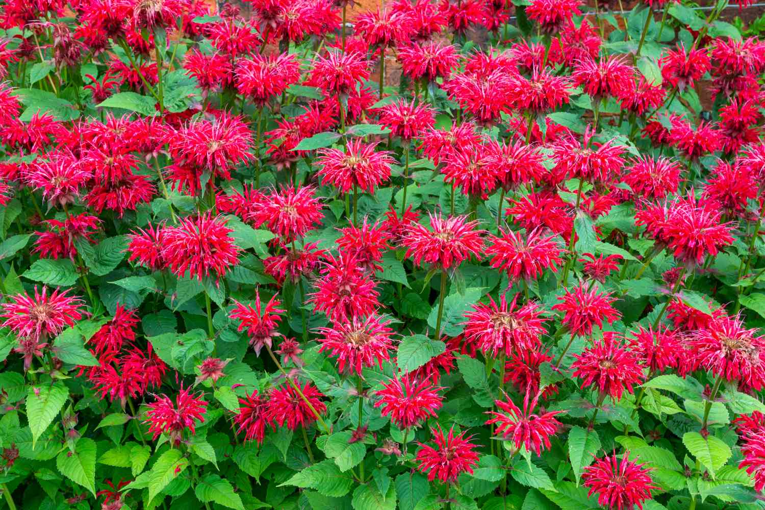 bee balm flowers