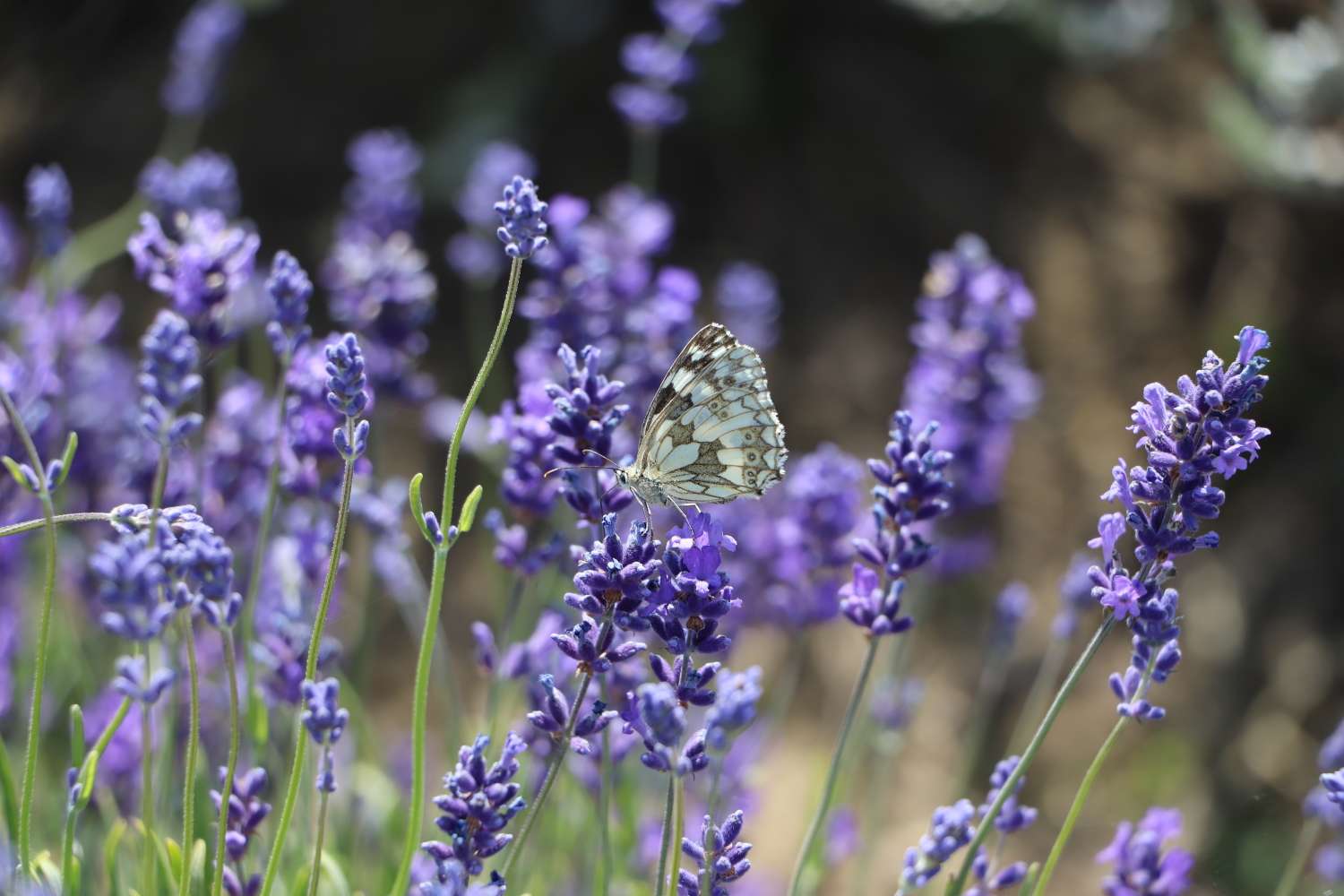 A butterfly perched on purple flowers in a field