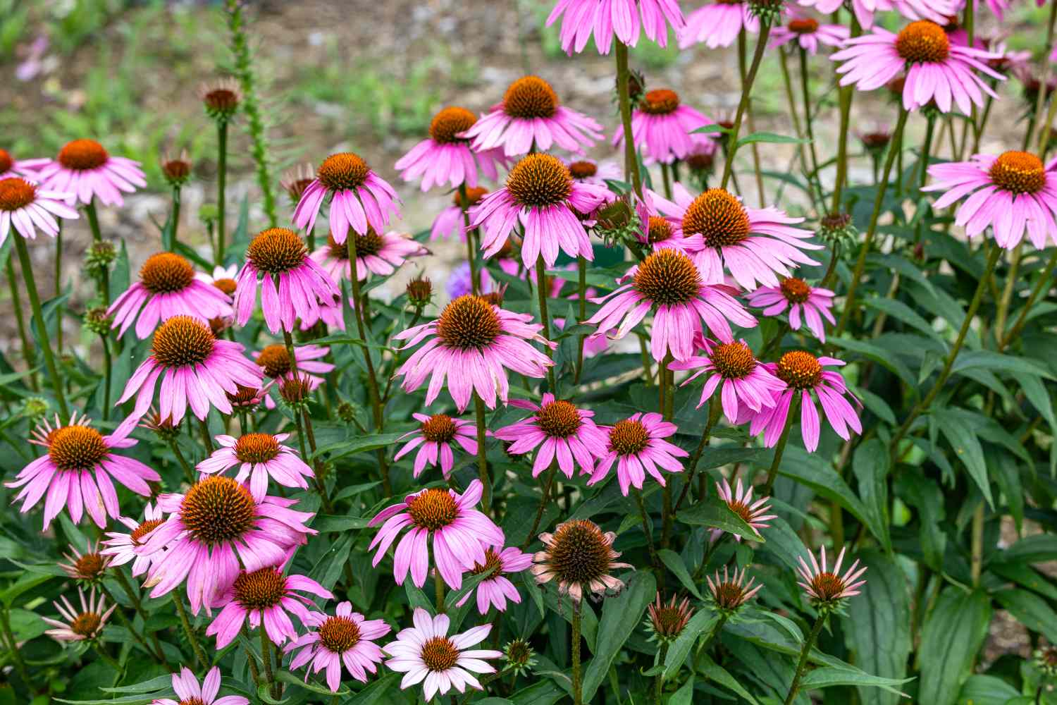 A patch of blooming coneflowers in a garden setting