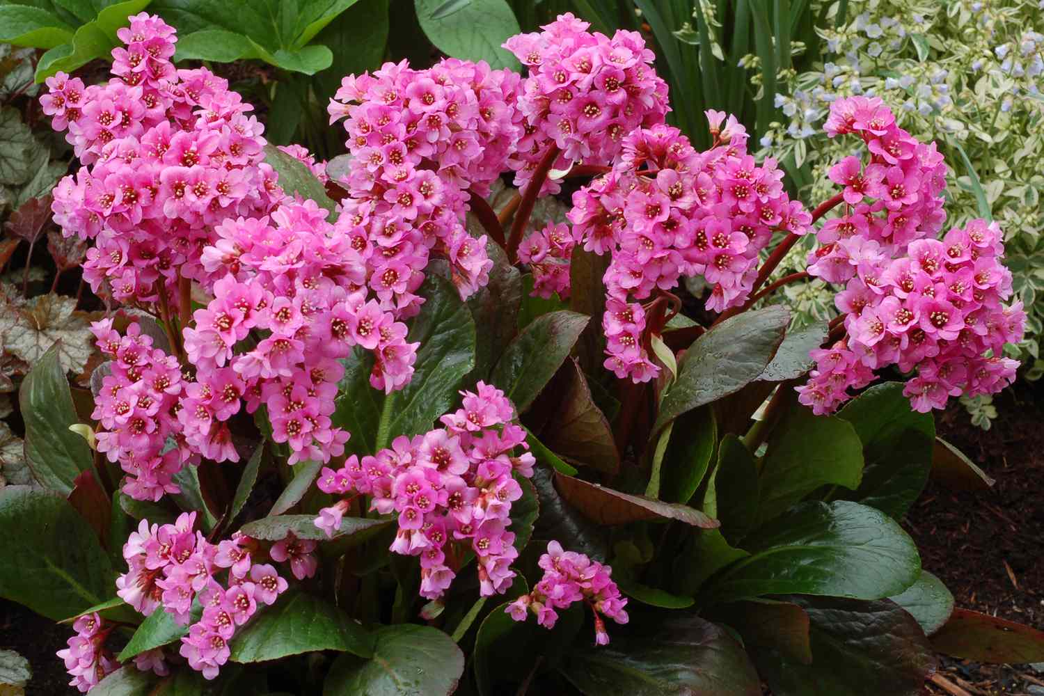 Bergenia Spring Fling
