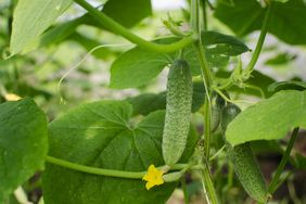 A flowering cucumber plant with cucumbers growing on its vines