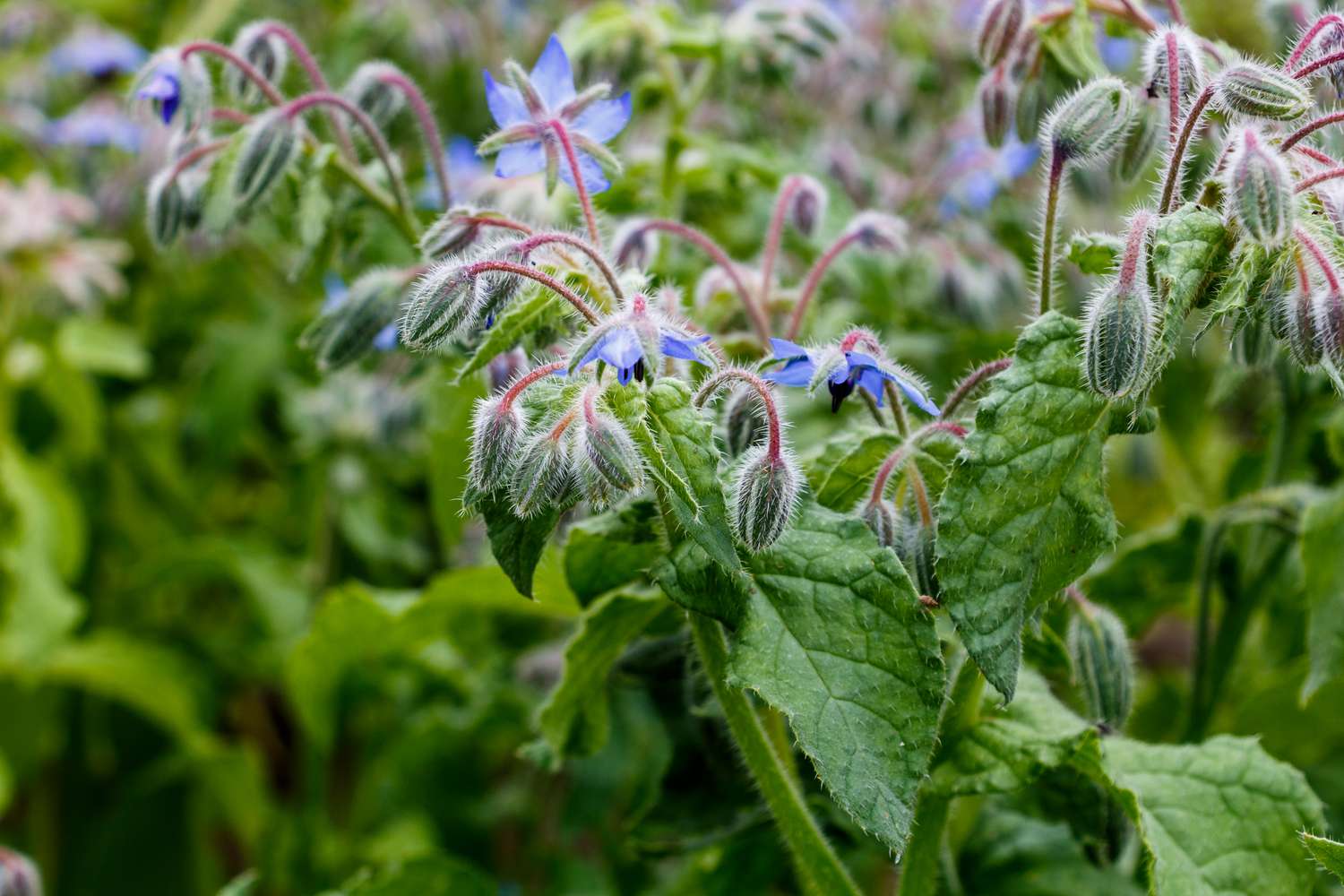 Borage (borago officinalis), also known as a starflower is growing in the garden for culinary and medicinal uses