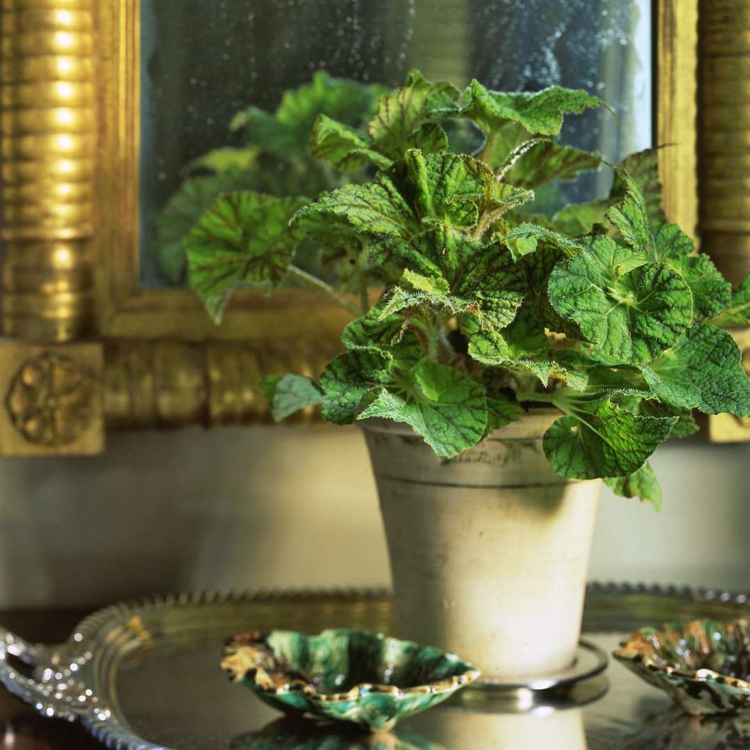 begonias in white planter