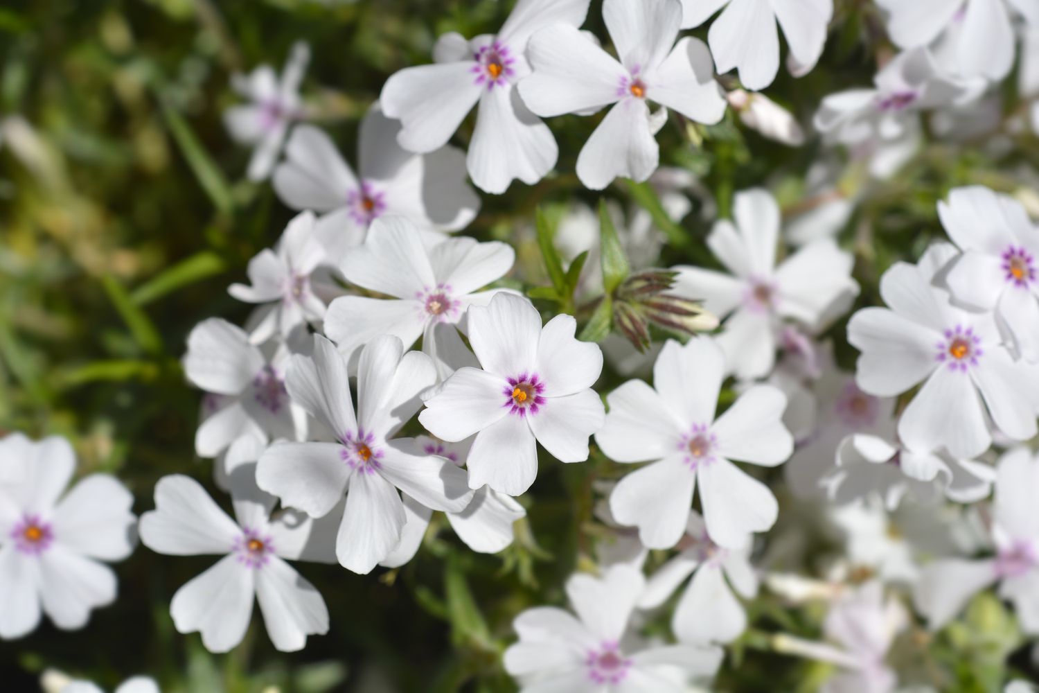 Amazing Grace Creeping Phlox flowers