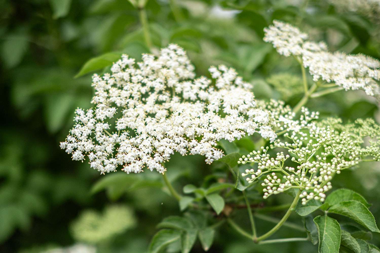 Elderberry flowers
