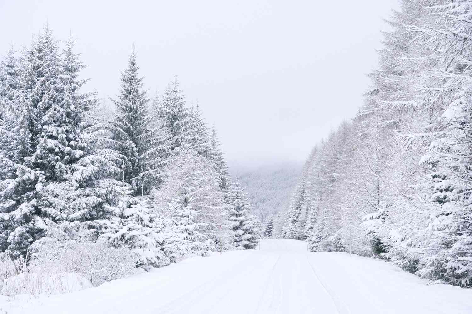 Snowcovered trees lining a quiet road in a forest