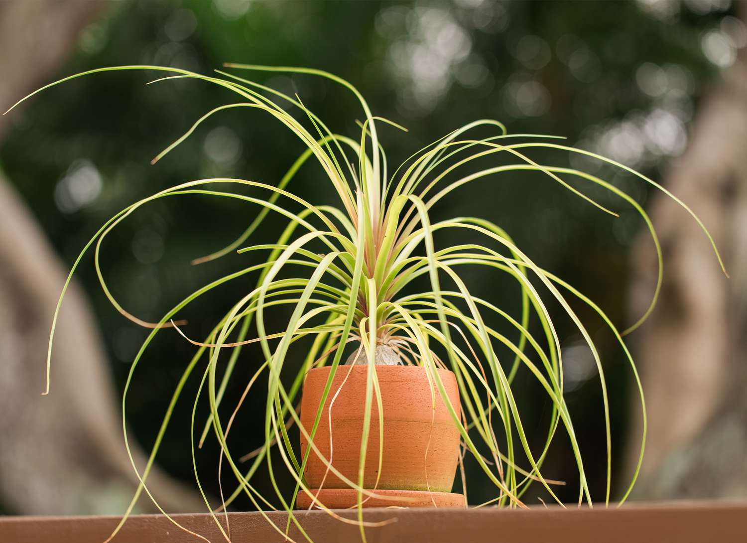 ponytail palm plant in a terracotta pot