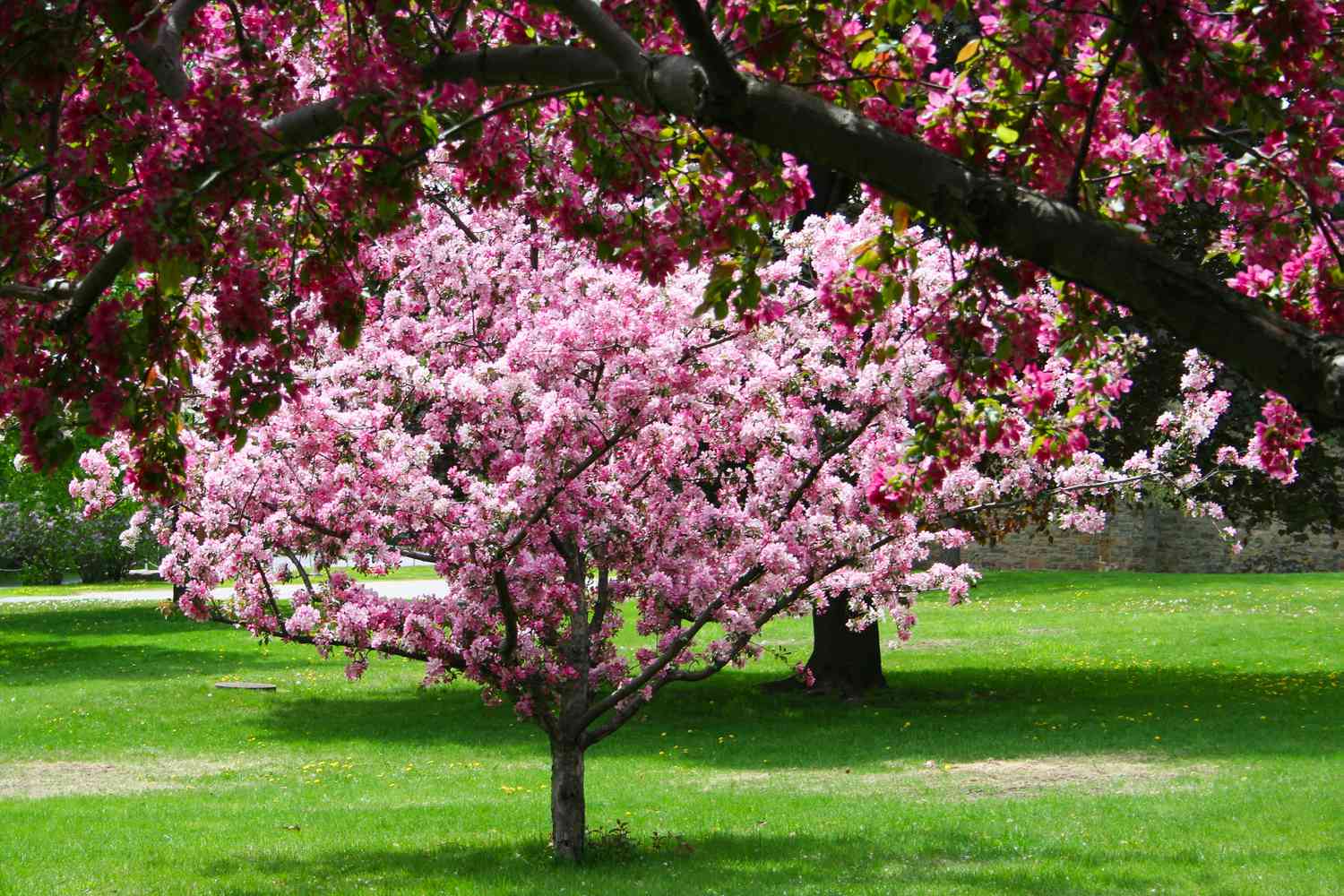 Pink blooming Crabapple tree 