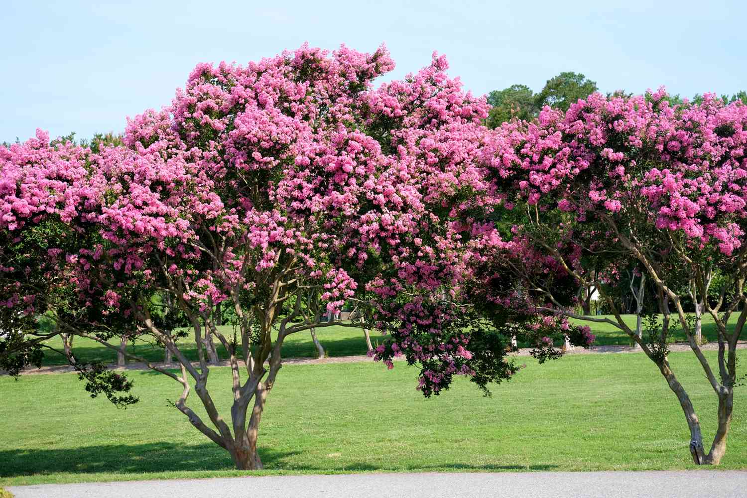 Summertime blooms of crepe myrtle trees showing there vibrant colors