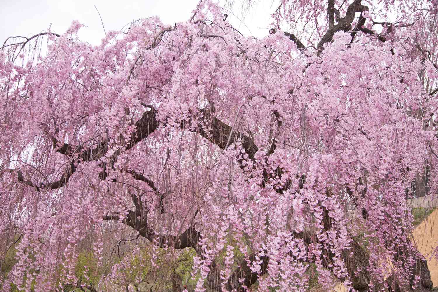 Higan weeping cherry tree