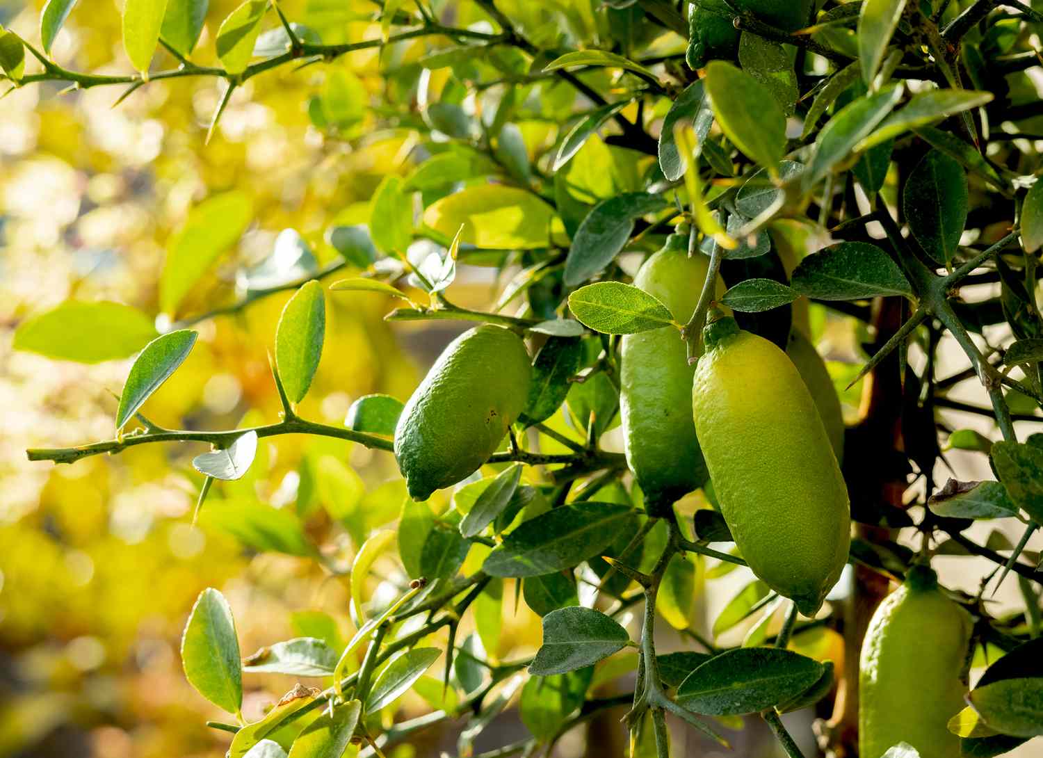 finger lime tree with fruit