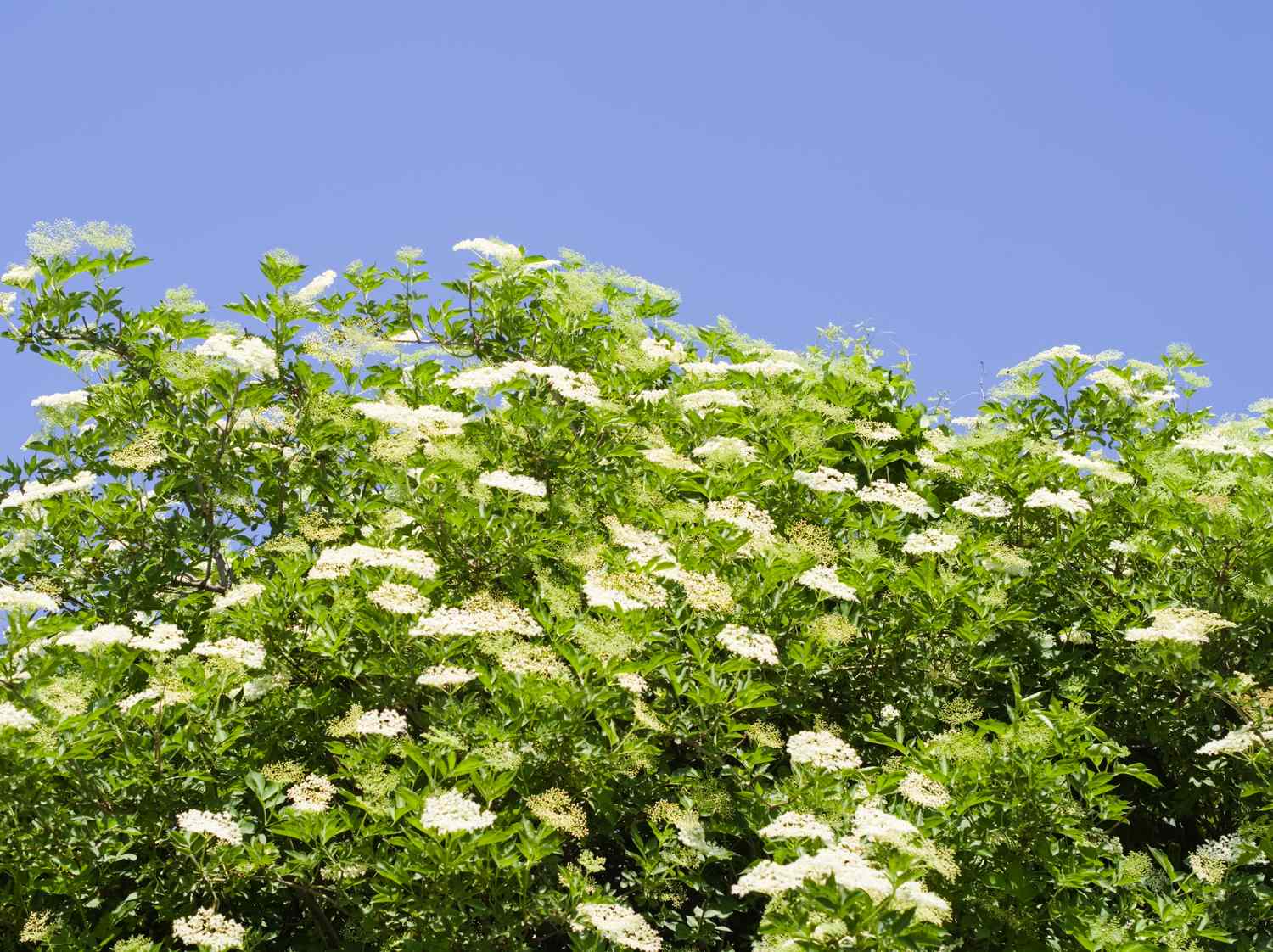 A flowering shrub with green leaves against a clear sky