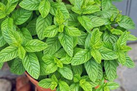 mint growing in a terra-cotta pot