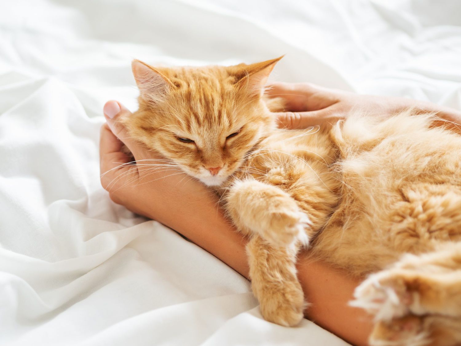 Cute ginger cat lies on woman's hand