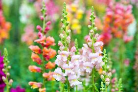 Colorful snapdragons