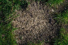 Grass seeds scattered on soil surrounded by patches of green grass