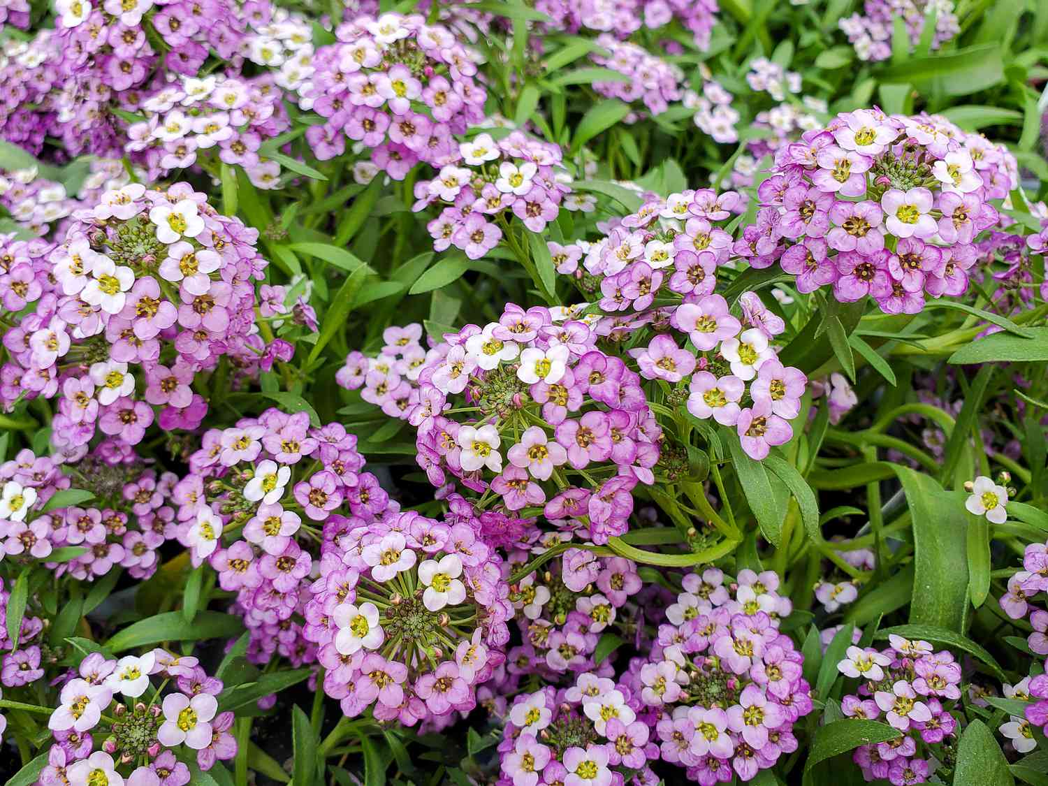Sweet Alyssum