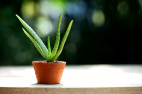 Small aloe vera plant outside